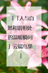 「人与自然和谐相处的温暖瞬间」云端鸟巢