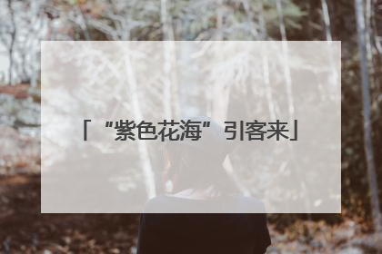 “紫色花海”引客来
