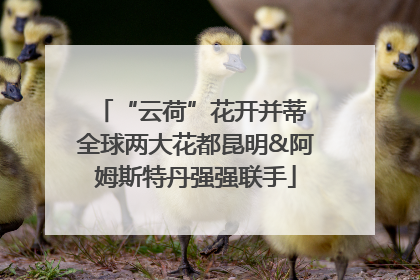 “云荷”花开并蒂 全球两大花都昆明&阿姆斯特丹强强联手