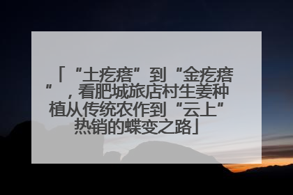 “土疙瘩”到“金疙瘩”，看肥城旅店村生姜种植从传统农作到“云上”热销的蝶变之路
