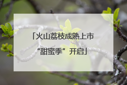 火山荔枝成熟上市 “甜蜜季”开启
