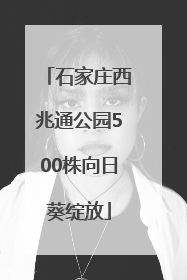 石家庄西兆通公园500株向日葵绽放