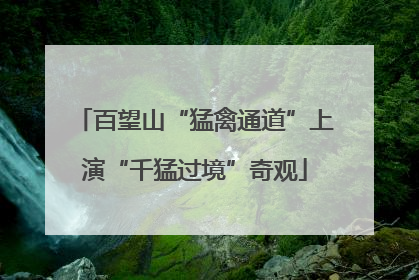 百望山“猛禽通道”上演“千猛过境”奇观