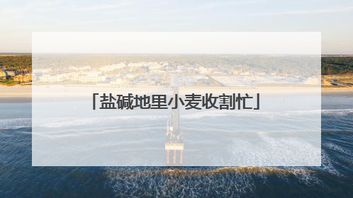 盐碱地里小麦收割忙