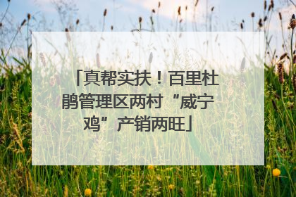 真帮实扶！百里杜鹃管理区两村“威宁鸡”产销两旺