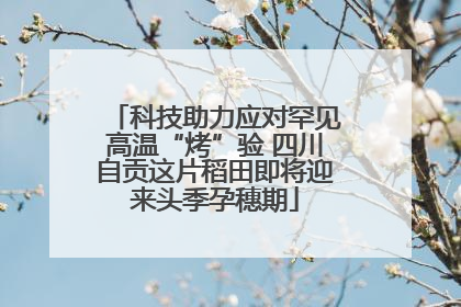 科技助力应对罕见高温“烤”验 四川自贡这片稻田即将迎来头季孕穗期