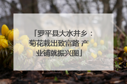 罗平县大水井乡：菊花栽出致富路 产业铺就振兴图