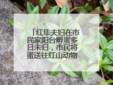 红隼夫妇在市民家阳台孵蛋多日未归，市民将蛋送往红山动物园“抢救”