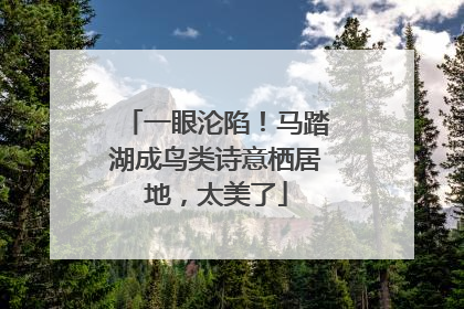 一眼沦陷！马踏湖成鸟类诗意栖居地，太美了