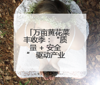 万亩黄花菜丰收季：“质量 + 安全” 驱动产业高质量发展
