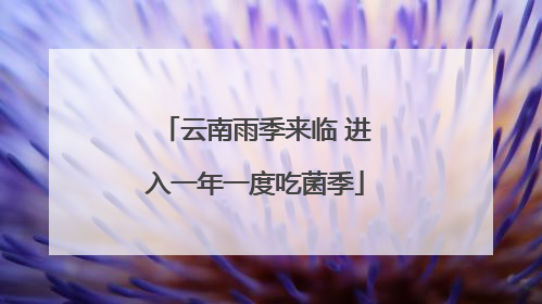 云南雨季来临 进入一年一度吃菌季