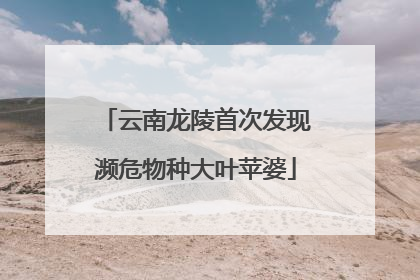 云南龙陵首次发现濒危物种大叶苹婆