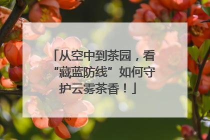 从空中到茶园，看“藏蓝防线”如何守护云雾茶香！