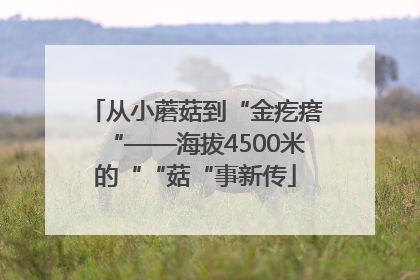 从小蘑菇到“金疙瘩“——海拔4500米的““菇“事新传