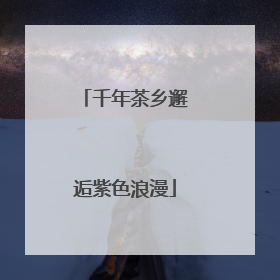 千年茶乡邂逅紫色浪漫