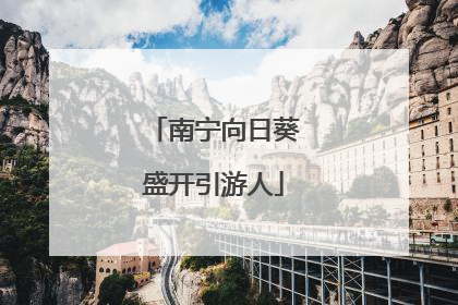 南宁向日葵盛开引游人
