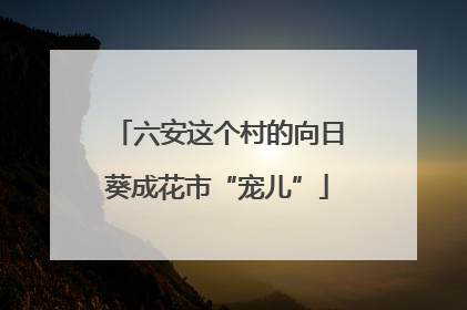 六安这个村的向日葵成花市“宠儿”