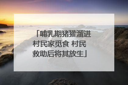 哺乳期猪獾溜进村民家觅食 村民救助后将其放生