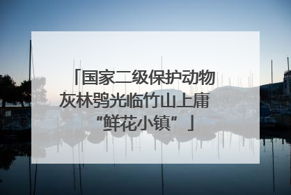 国家二级保护动物灰林鸮光临竹山上庸“鲜花小镇”