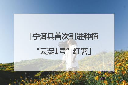 宁洱县首次引进种植“云淀1号”红薯