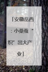 安徽岳西：小桑蚕“织”出大产业