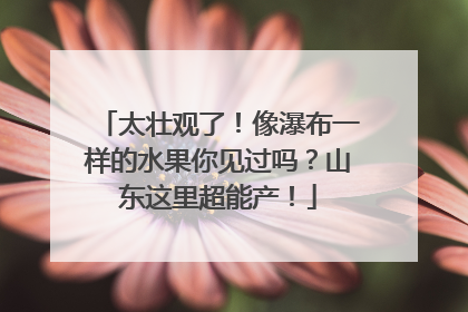 太壮观了！像瀑布一样的水果你见过吗？山东这里超能产！