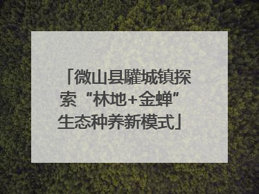 微山县驩城镇探索“林地+金蝉”生态种养新模式