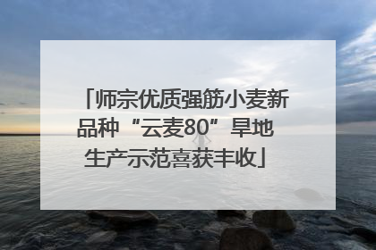 师宗优质强筋小麦新品种“云麦80”旱地生产示范喜获丰收