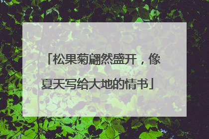 松果菊翩然盛开，像夏天写给大地的情书