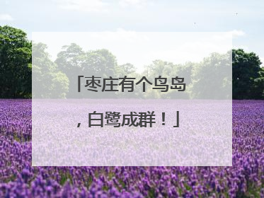 枣庄有个鸟岛，白鹭成群！
