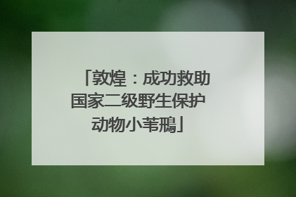 敦煌：成功救助国家二级野生保护动物小苇鳽