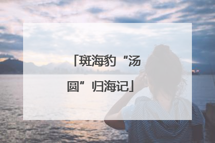 斑海豹“汤圆”归海记