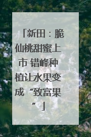 新田：脆仙桃甜蜜上市 错峰种植让水果变成“致富果”