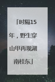 时隔15年，野生穿山甲再现湖南桂东
