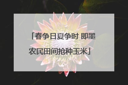 春争日夏争时 即墨农民田间抢种玉米