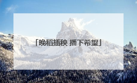 晚稻插秧 播下希望