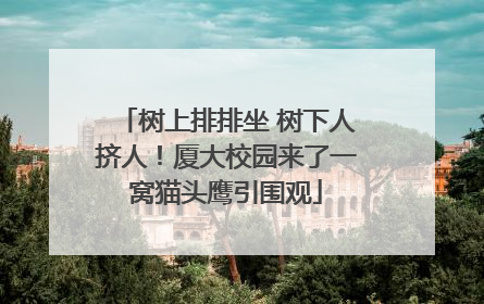 树上排排坐 树下人挤人！厦大校园来了一窝猫头鹰引围观