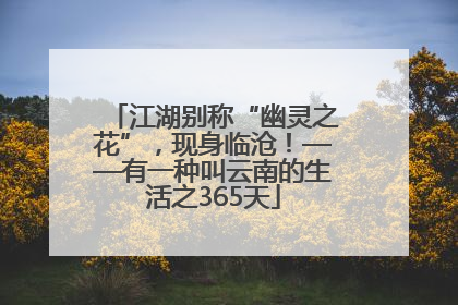 江湖别称“幽灵之花”，现身临沧！——有一种叫云南的生活之365天