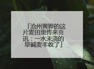沧州黄骅的这片麦田里传来喜讯:一水未浇的旱碱麦丰收了