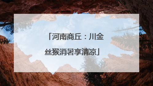 河南商丘：川金丝猴消暑享清凉