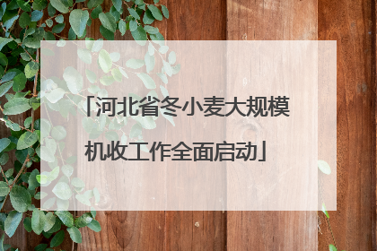 河北省冬小麦大规模机收工作全面启动