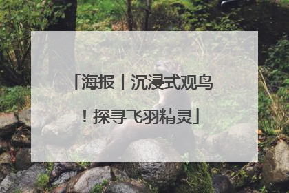 海报丨沉浸式观鸟！探寻飞羽精灵
