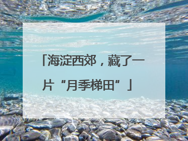 海淀西郊，藏了一片“月季梯田”