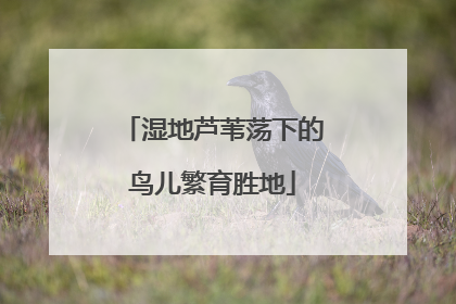 湿地芦苇荡下的鸟儿繁育胜地