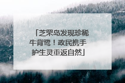 芝罘岛发现珍稀牛背鹭！政民携手护生灵重返自然