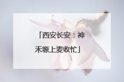 西安长安：神禾塬上麦收忙
