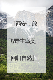 西安：放飞野生鸟类回归自然