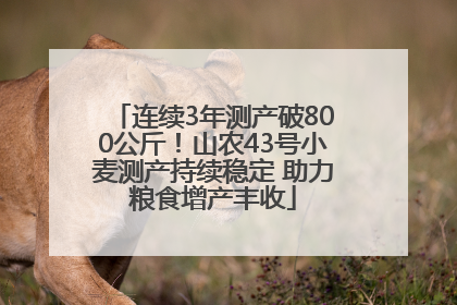 连续3年测产破800公斤！山农43号小麦测产持续稳定 助力粮食增产丰收