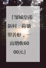 邹城皇甫新村：荷塘里养虾，一亩增收6000元