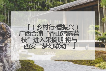 （乡村行·看振兴）广西合浦“香山鸡嘴荔枝”进入采摘期 将与西安“梦幻联动”